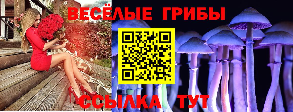 Псилоцибиновые грибы Psilocybe Ачинск